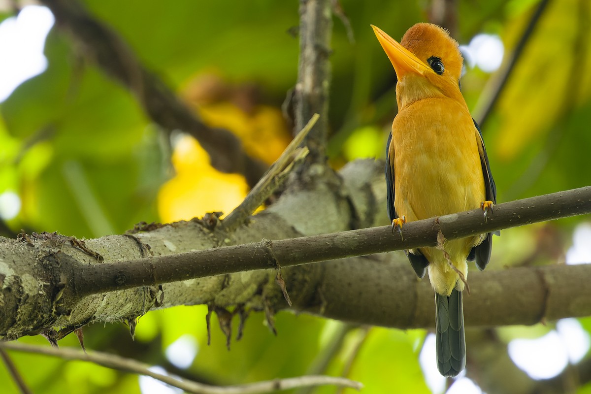 Yellow-billed Kingfisher - ML617241260