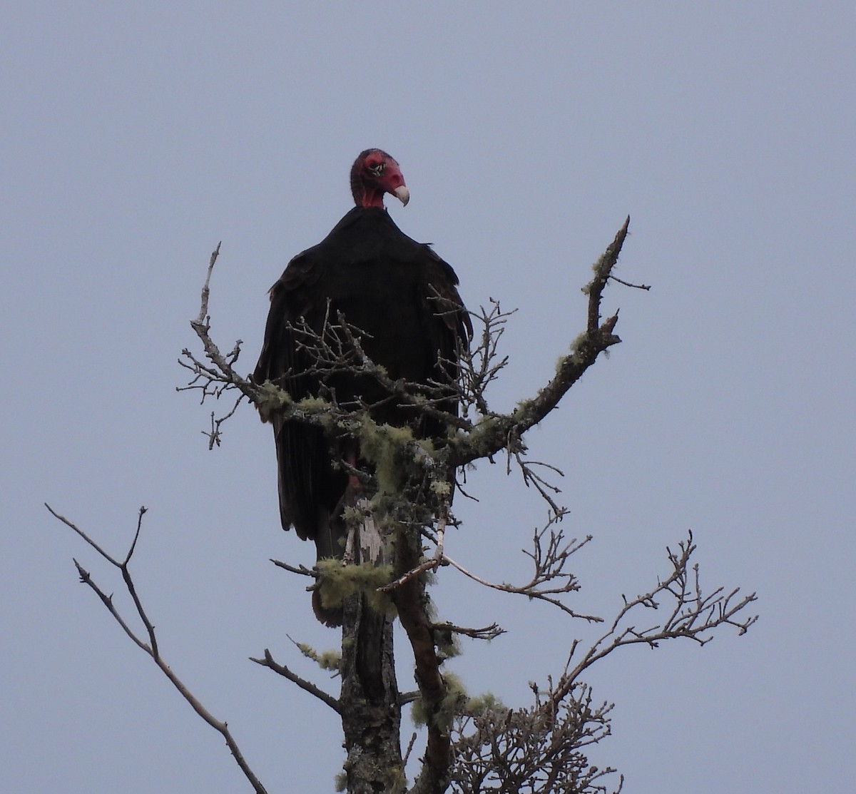 Turkey Vulture - Rhonda Langelaan