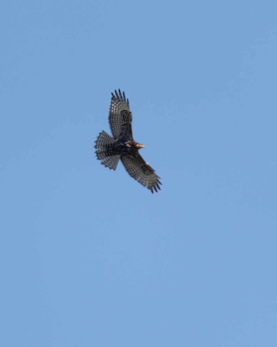 Red-tailed Hawk (Harlan's) - ML617241275