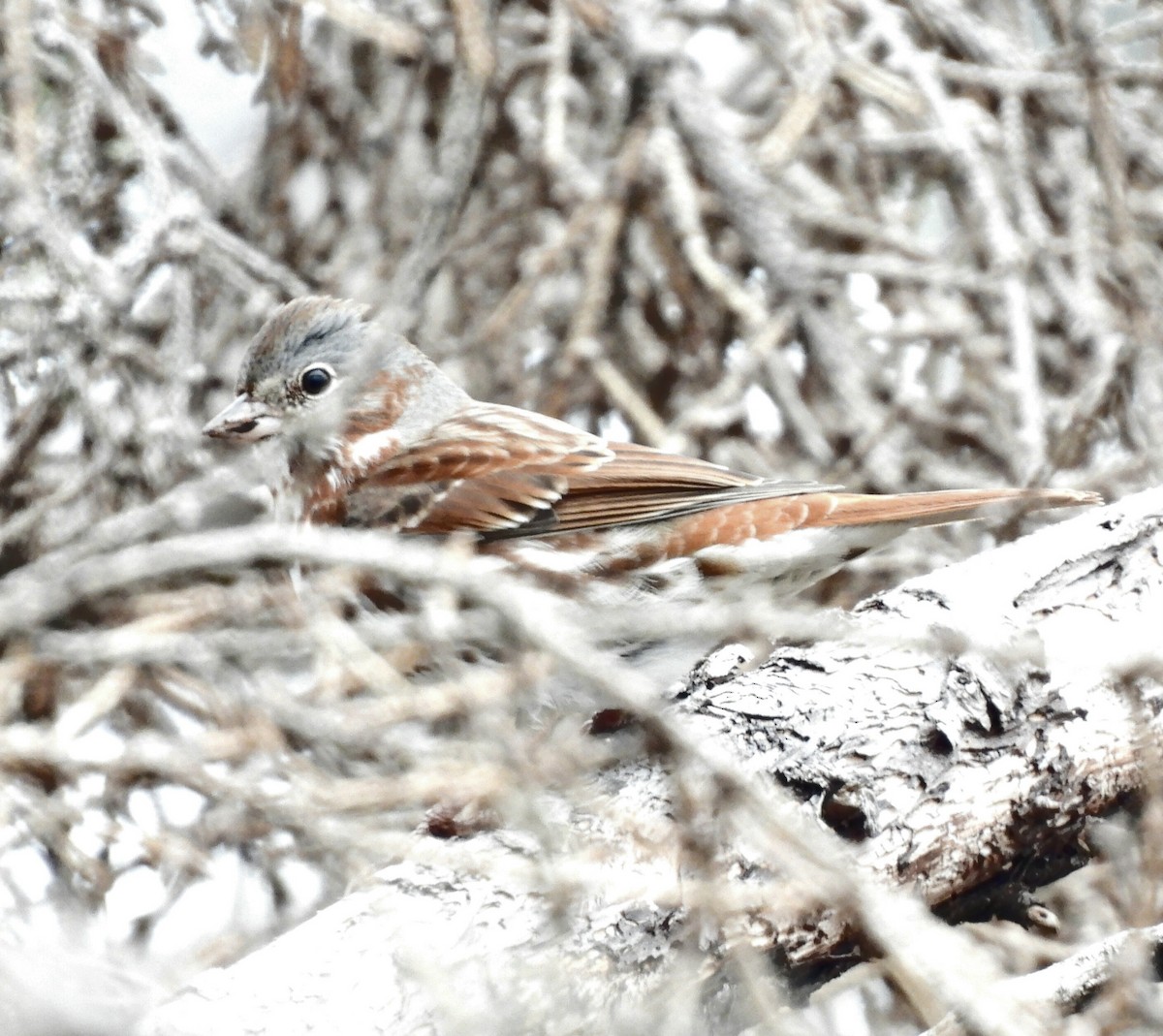 Fox Sparrow - Rhonda Langelaan