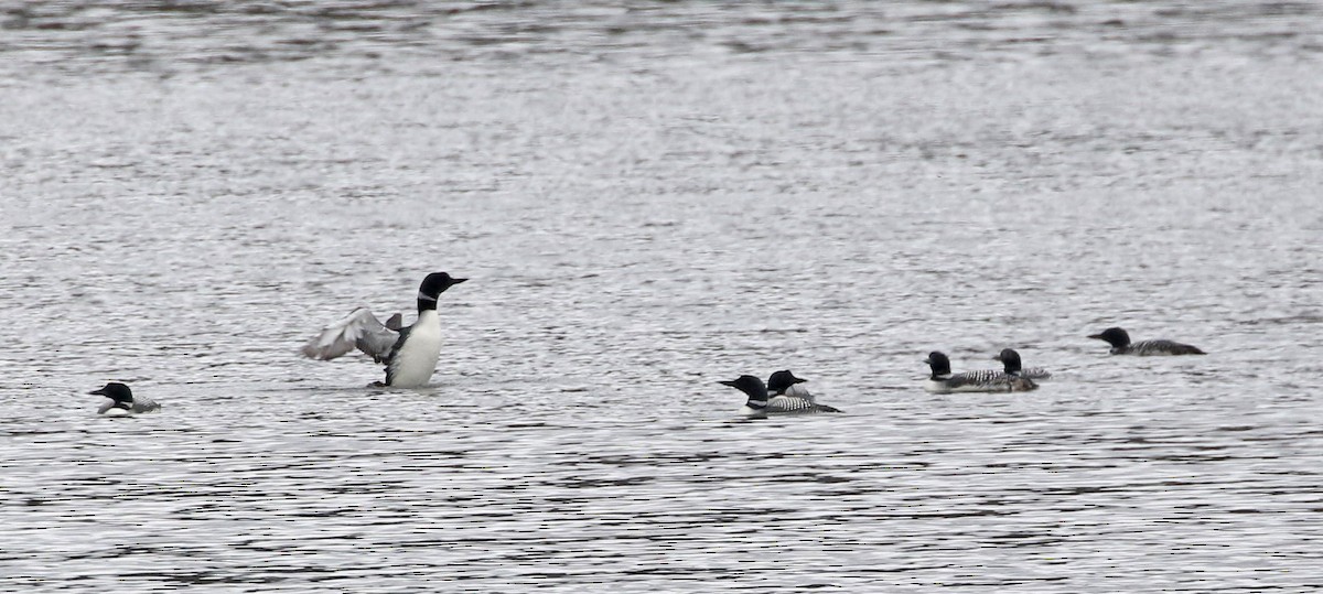 Common Loon - ML617241282