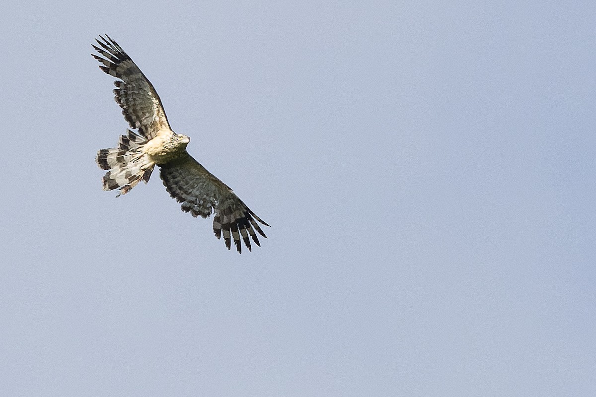 Long-tailed Honey-buzzard - ML617241289