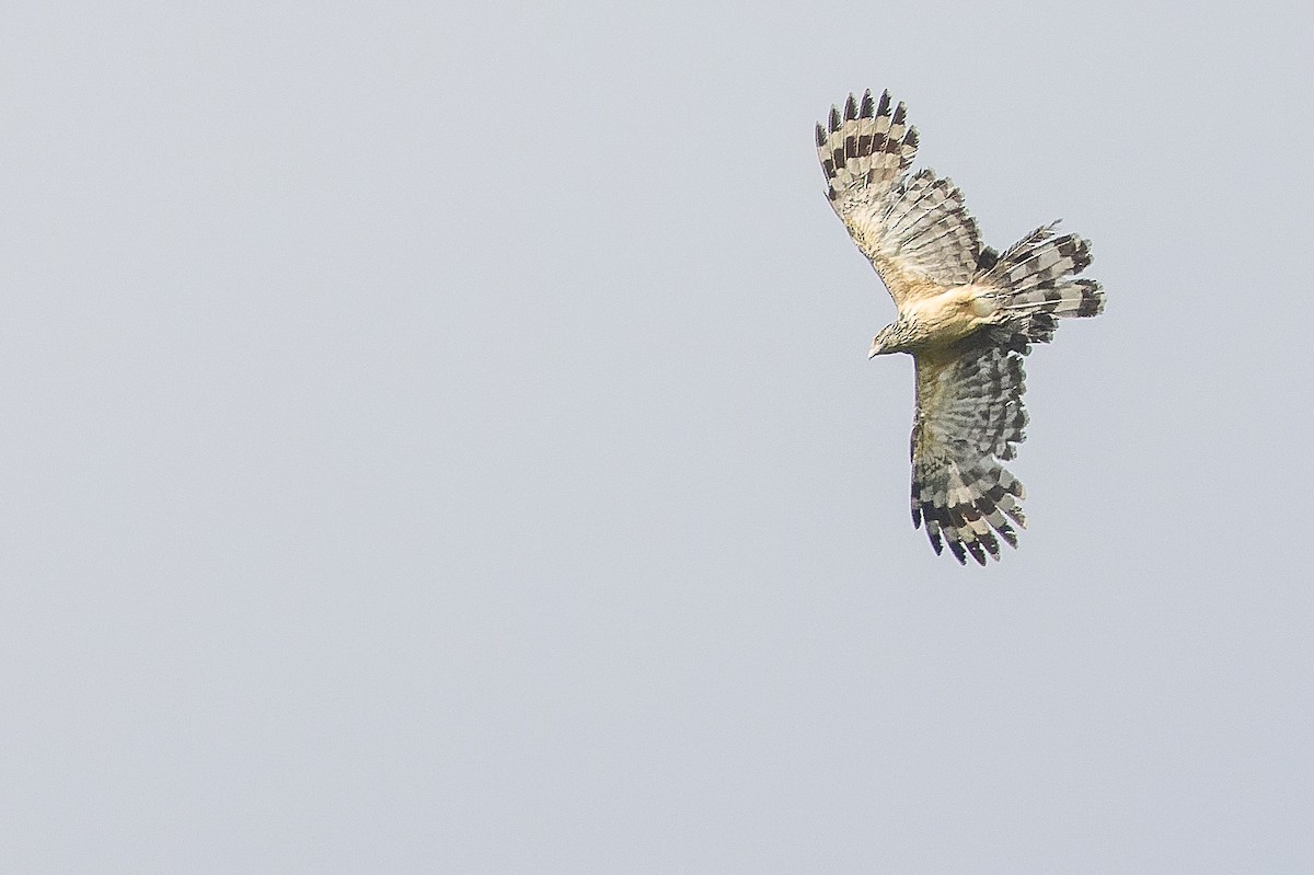 Long-tailed Honey-buzzard - Joachim Bertrands