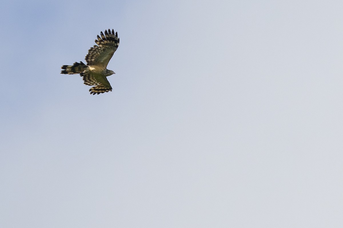 Long-tailed Honey-buzzard - ML617241295