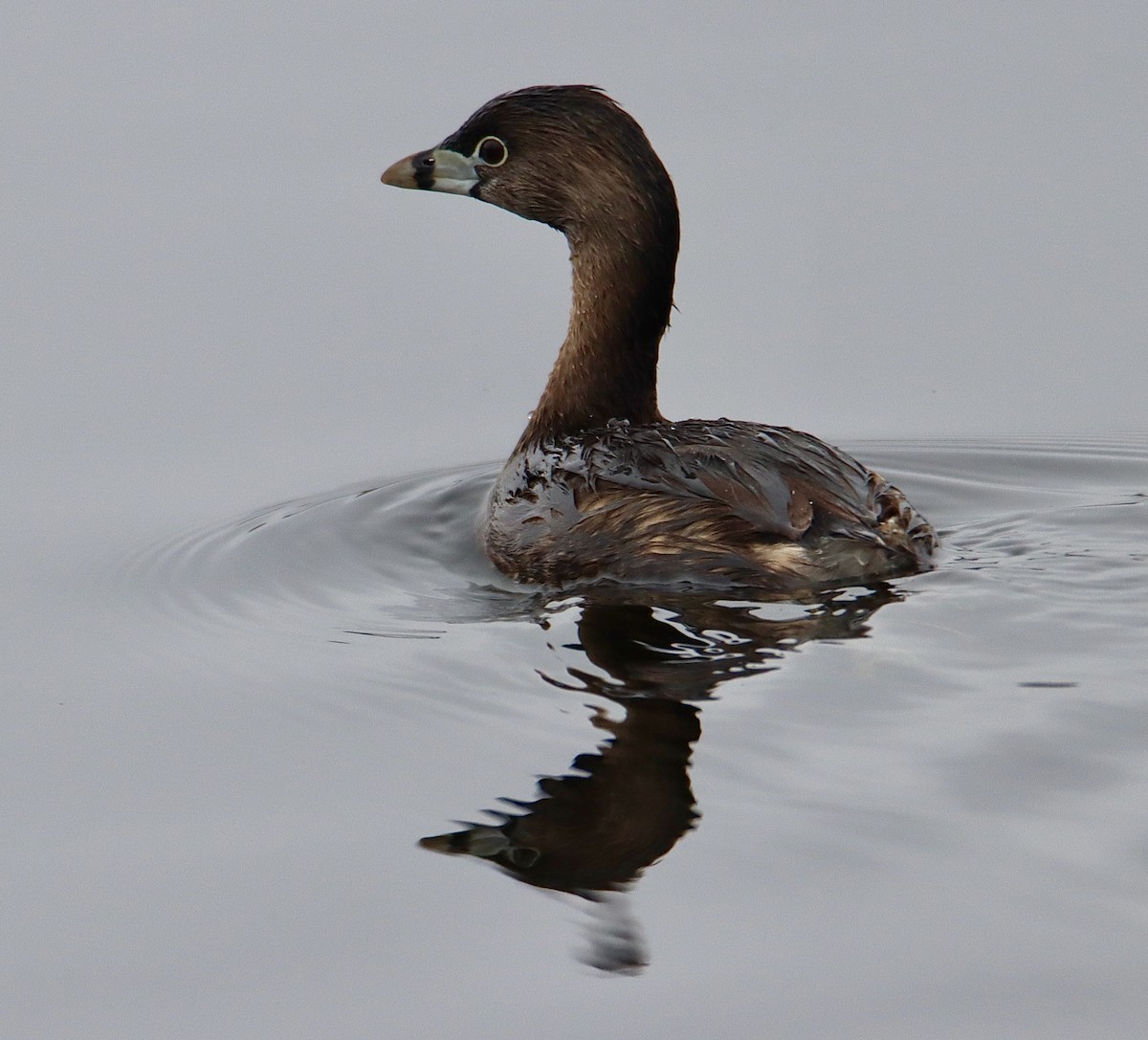 Pied-billed Grebe - Francis Porter