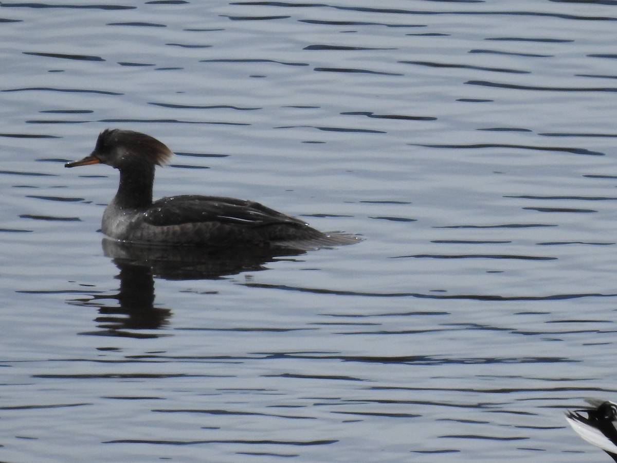 Hooded Merganser - ML617241325