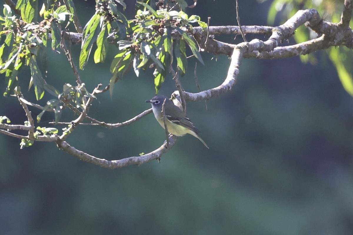 Blue-headed Vireo - ML617241326