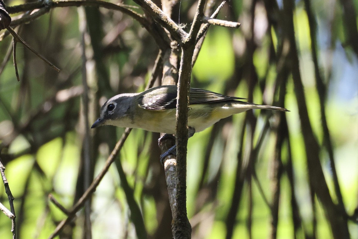 Vireo Solitario - ML617241336