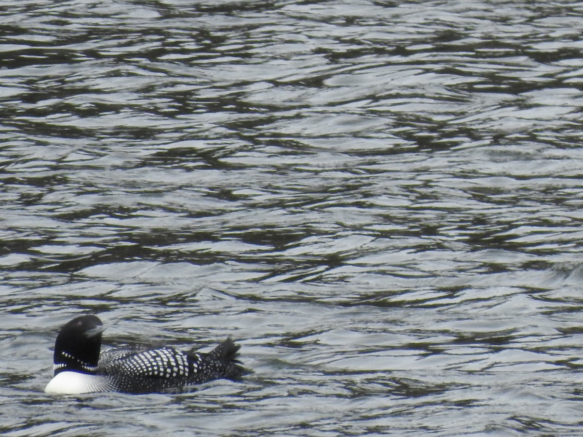 Common Loon - Doug Mongerson