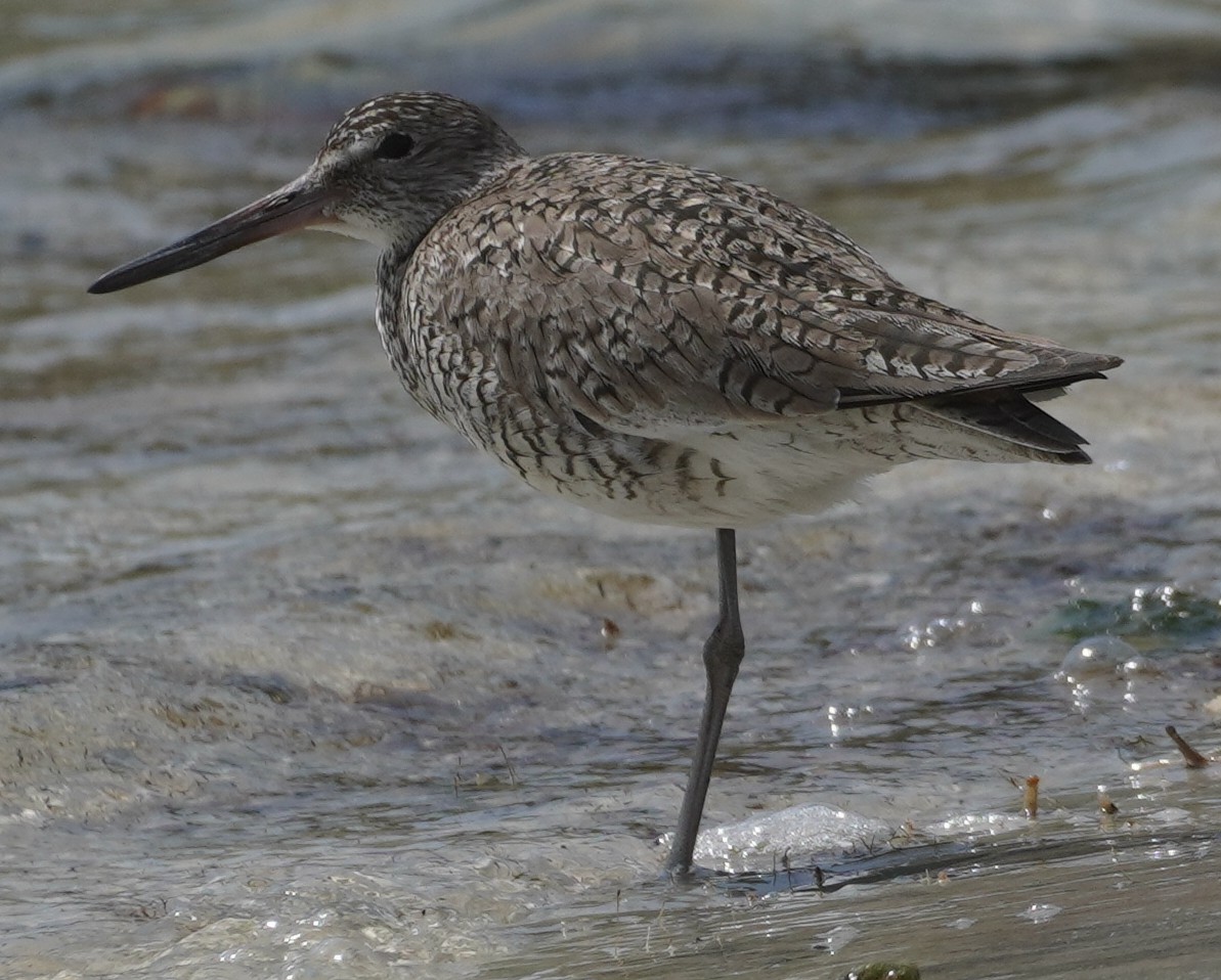 Willet - ML617241349