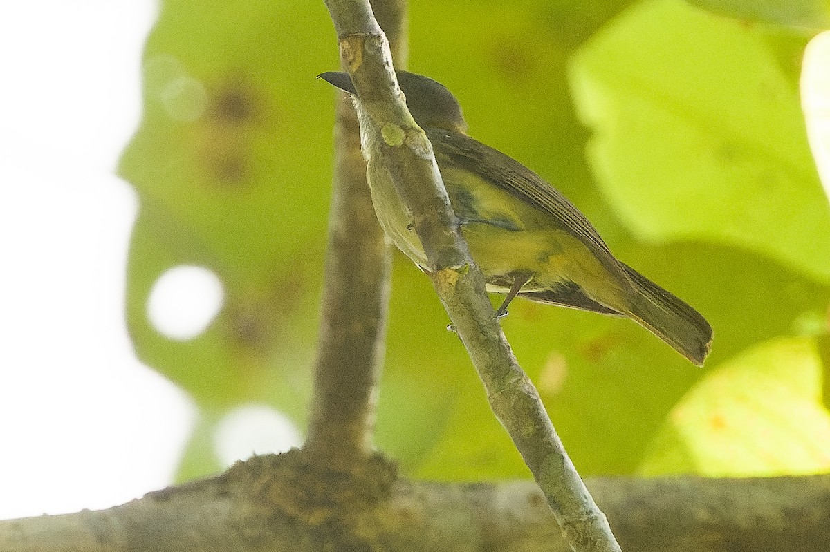 Gray Whistler (Gray-headed) - Joachim Bertrands | Ornis Birding Expeditions