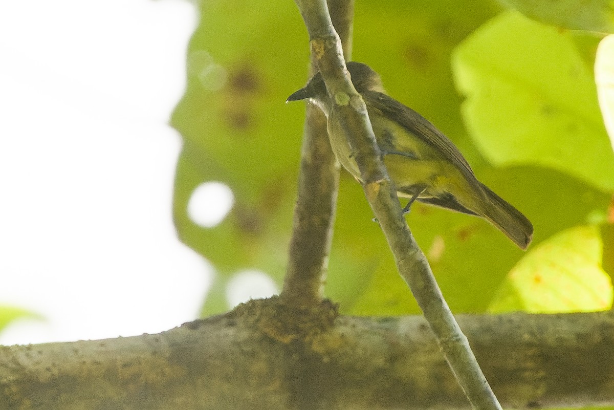 Gray Whistler (Gray-headed) - Joachim Bertrands | Ornis Birding Expeditions