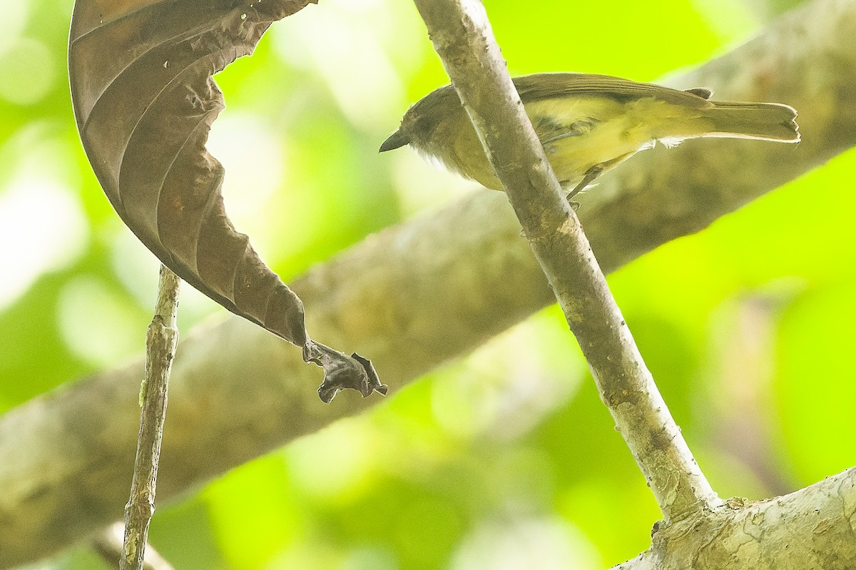 Gray Whistler (Gray-headed) - Joachim Bertrands