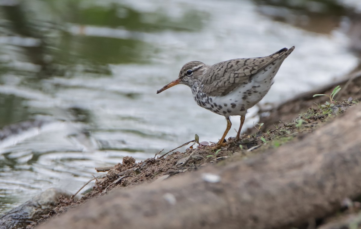 Spotted Sandpiper - ML617241392