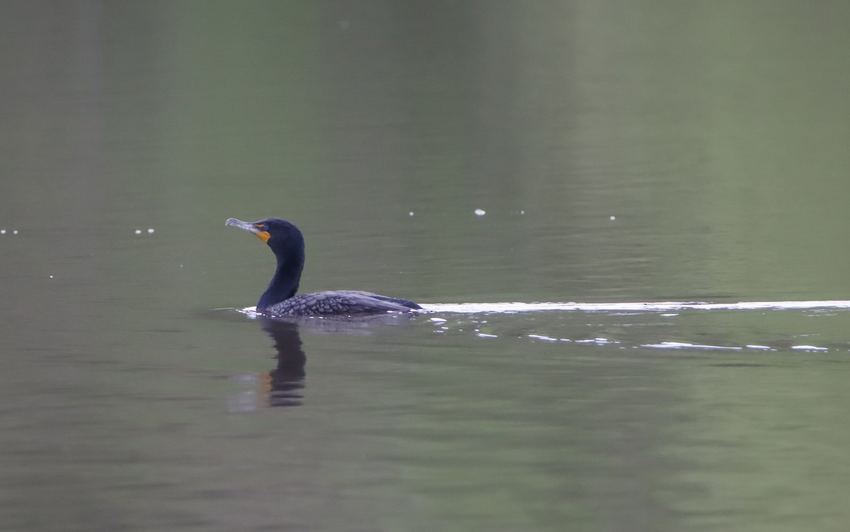 Cormoran à aigrettes - ML617241403