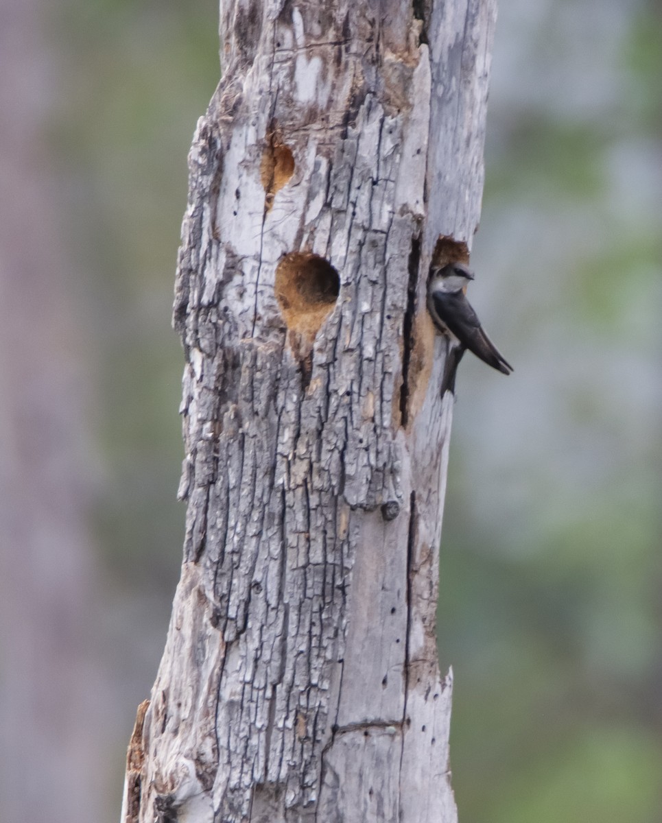 Tree Swallow - ML617241418