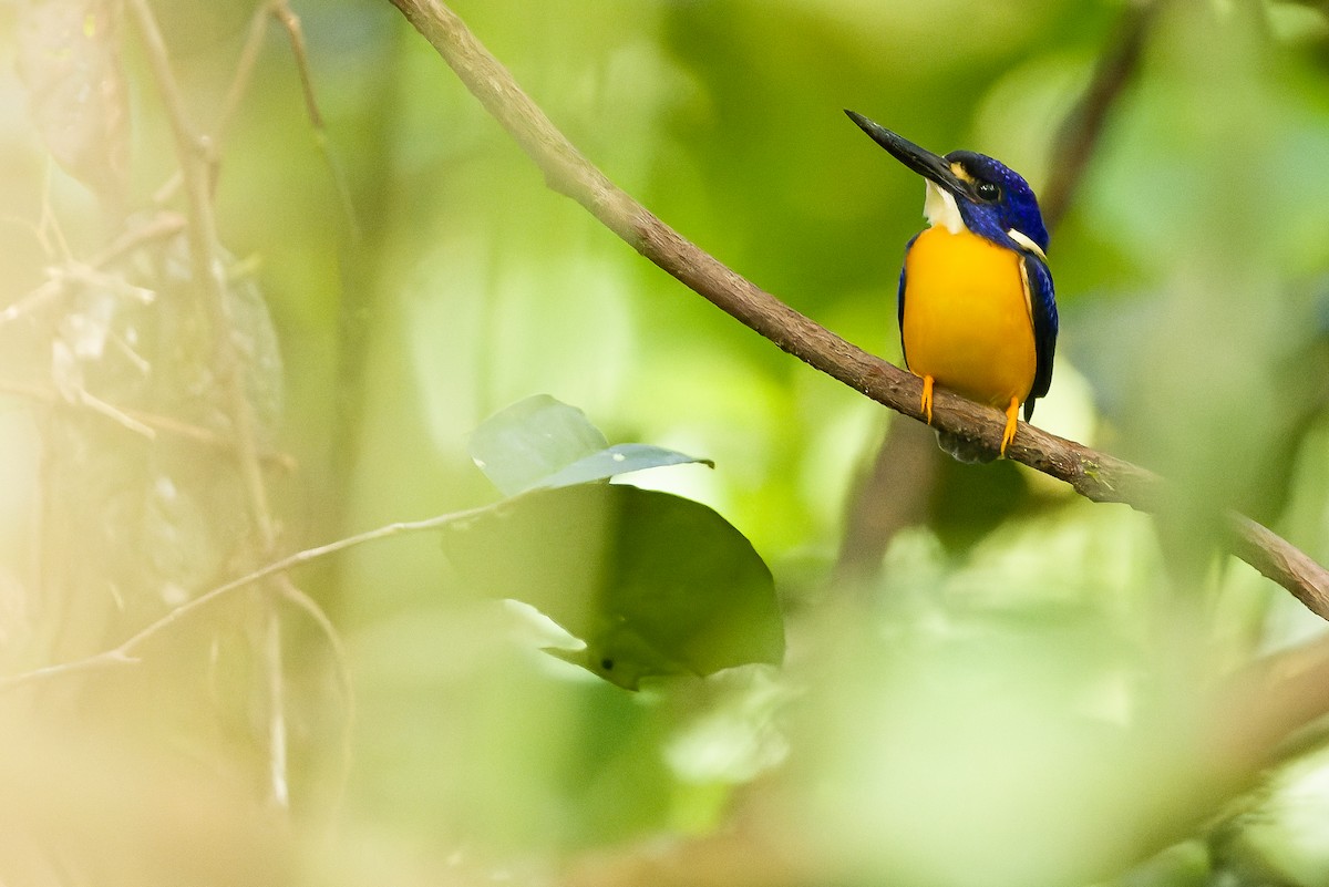 Papuan Dwarf-Kingfisher - ML617241428