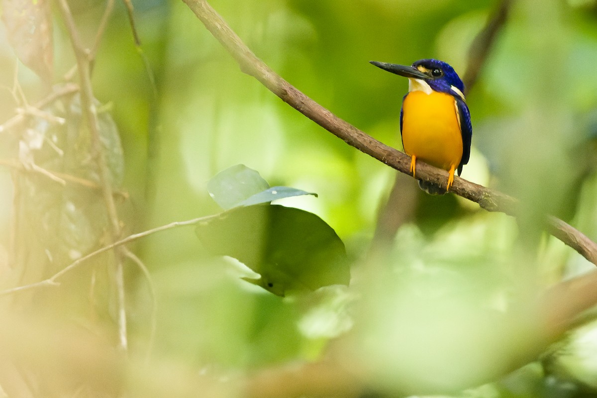 Papuan Dwarf-Kingfisher - ML617241429