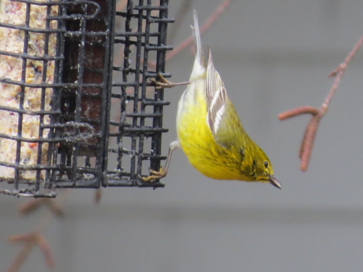Pine Warbler - Jerry Smith