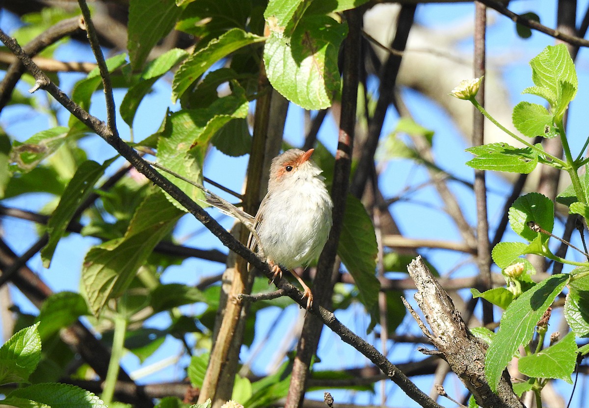 Superb Fairywren - Marie Tarrant