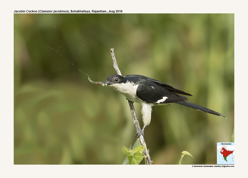 Pied Cuckoo - ML617241498