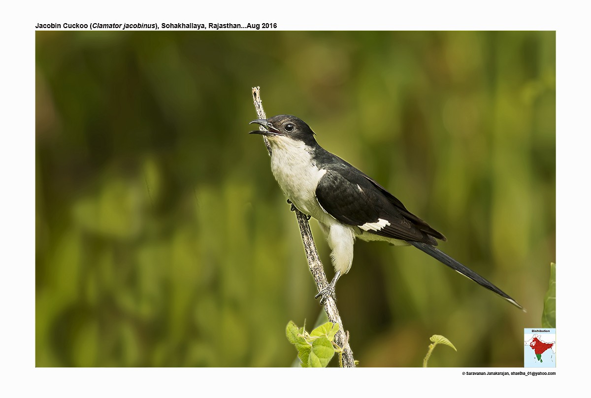 Pied Cuckoo - ML617241499