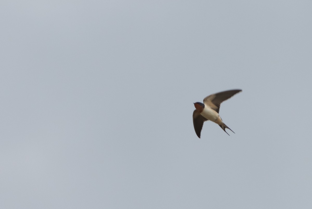 Barn Swallow - ML617241525
