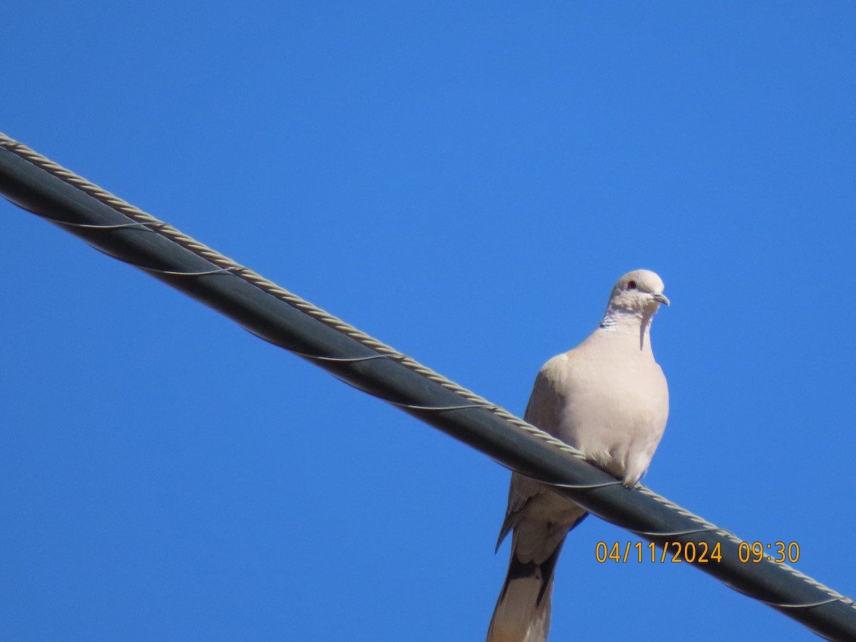 Eurasian Collared-Dove - Leon Book