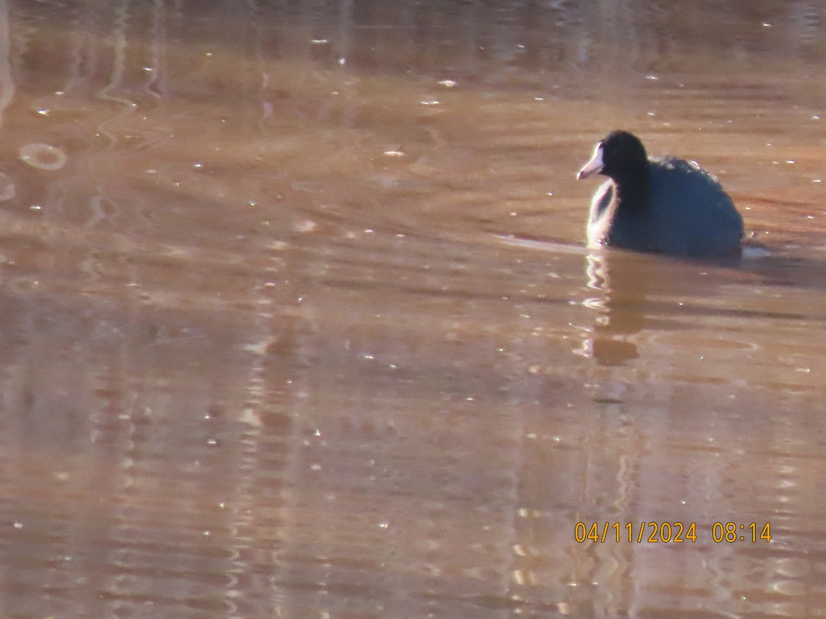 American Coot - ML617241570