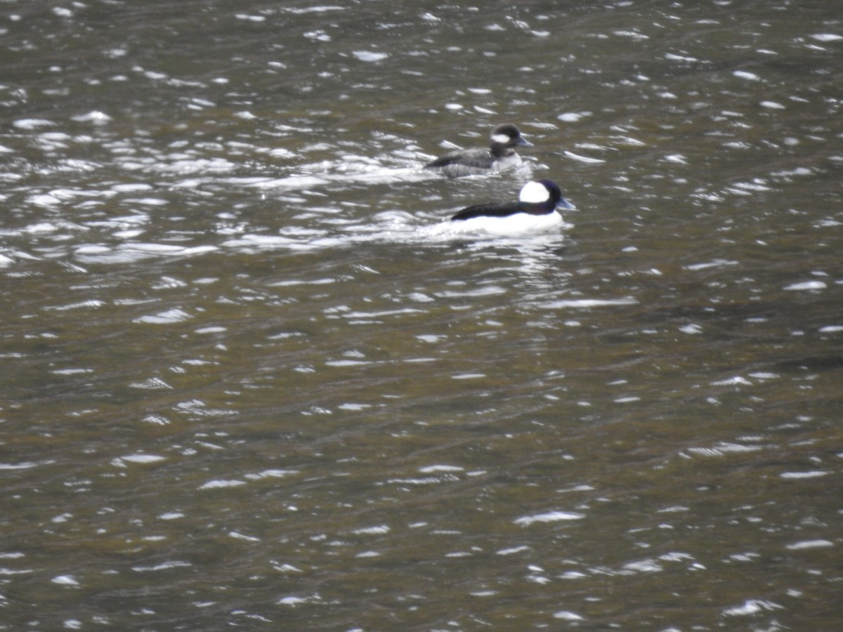 Bufflehead - ML617241586