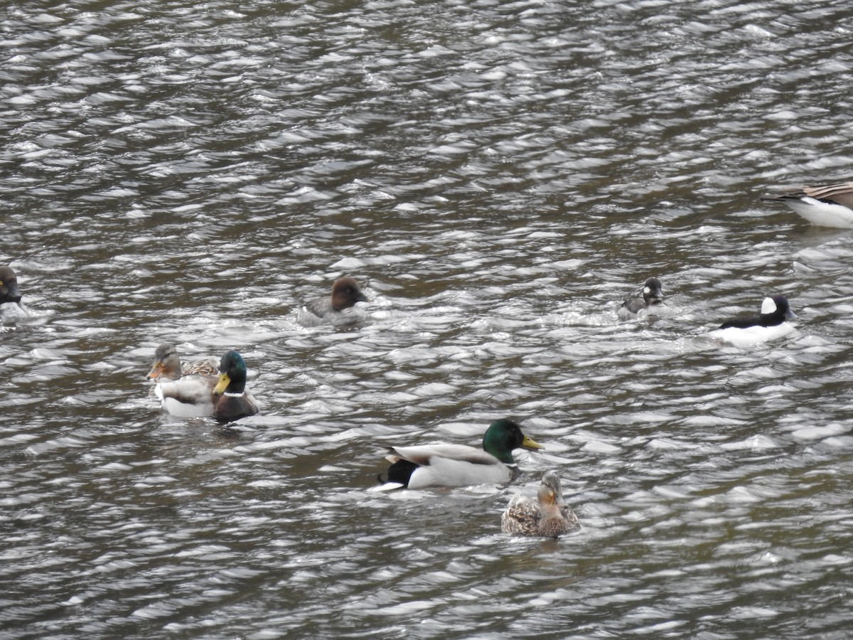 Bufflehead - ML617241588