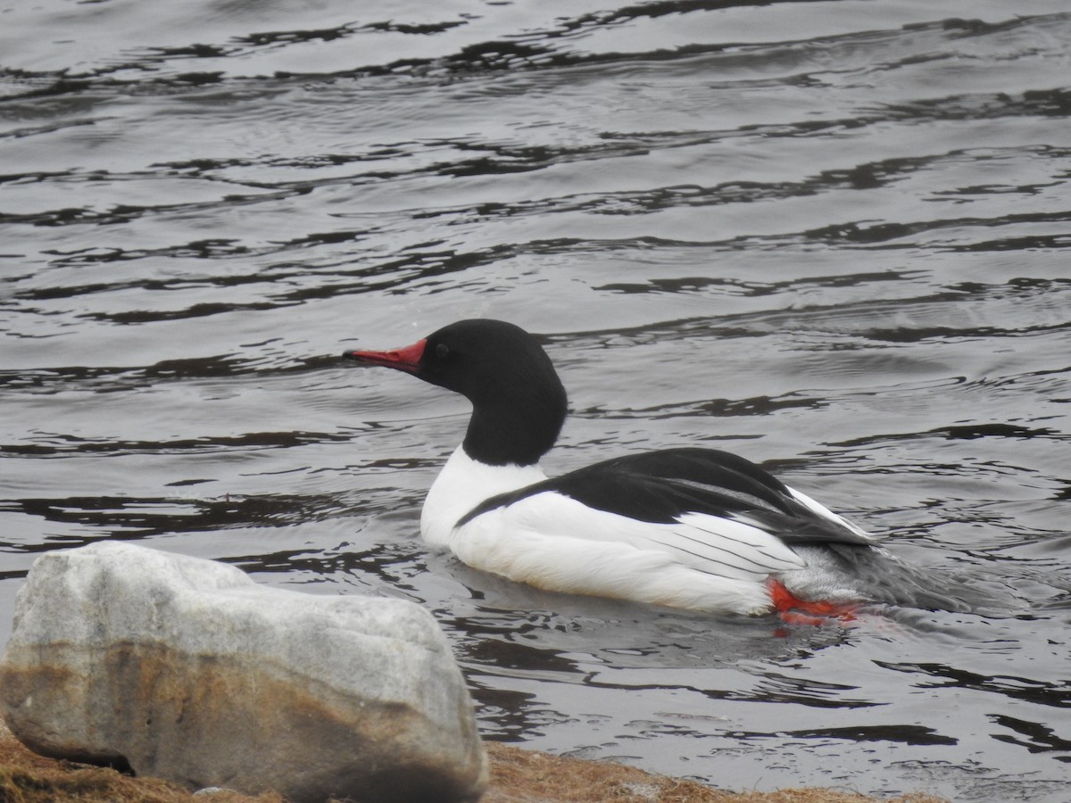 Common Merganser - ML617241613