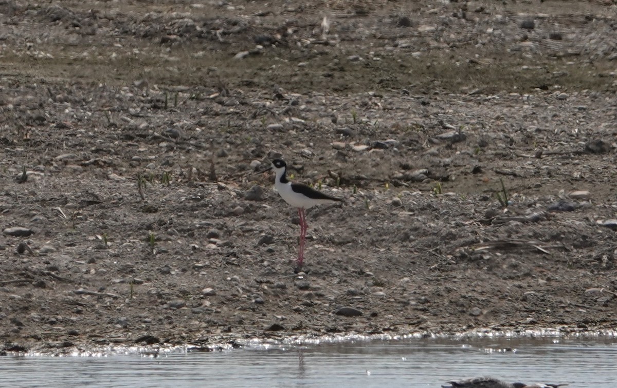 Black-necked Stilt - ML617241617