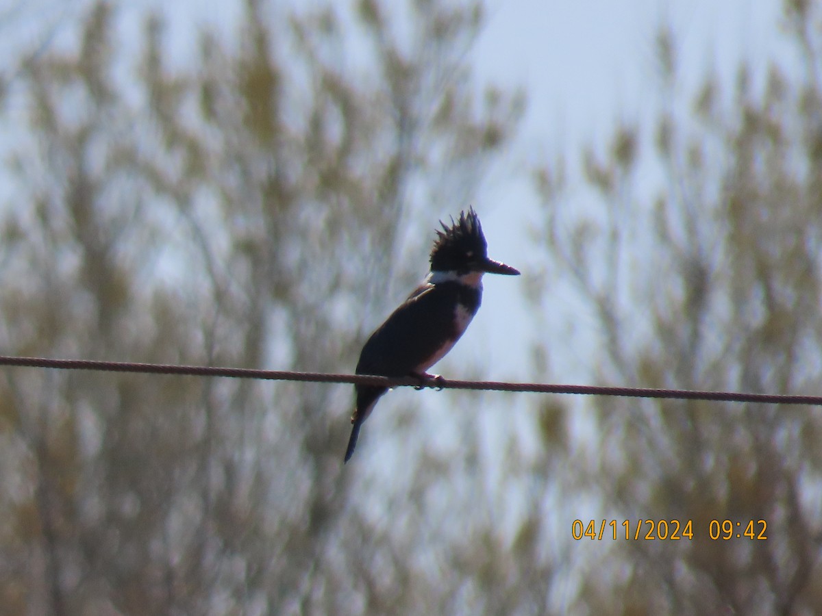 Belted Kingfisher - Leon Book