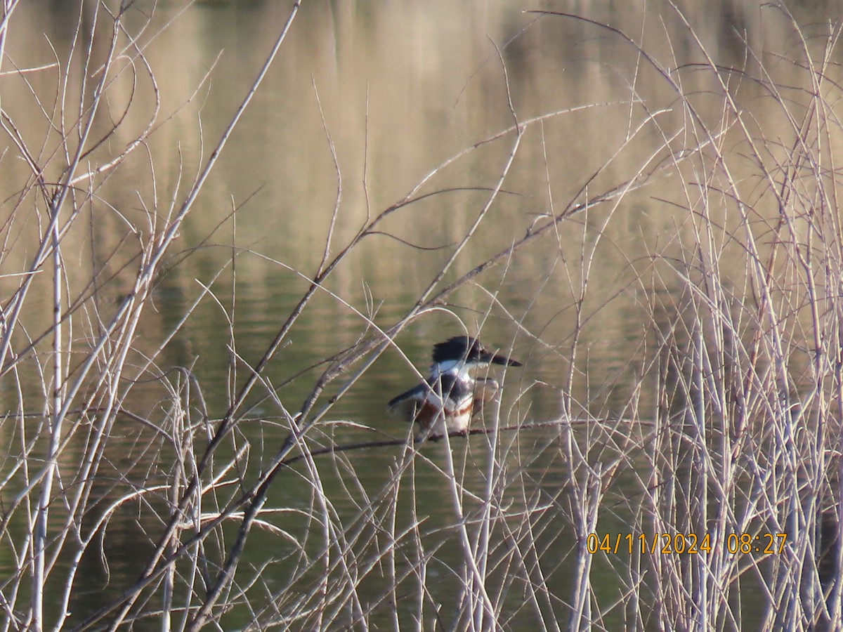 Belted Kingfisher - Leon Book