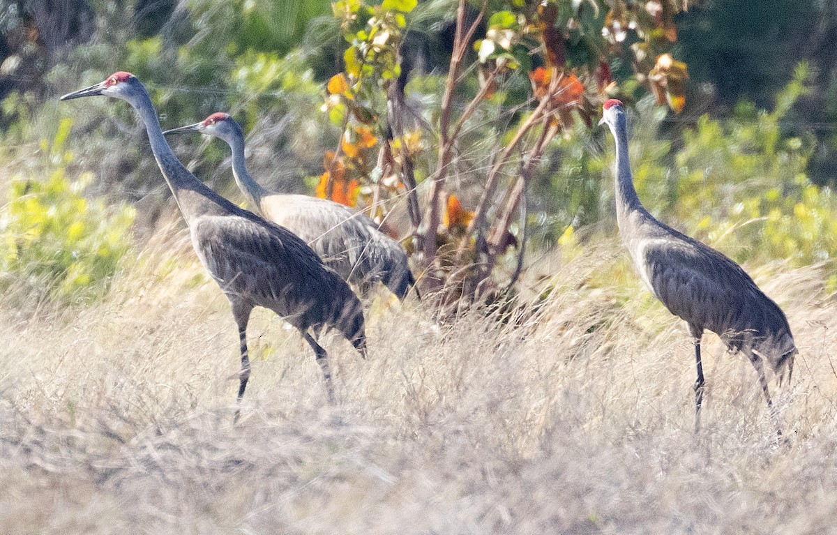 Sandhill Crane - Freddy Camara