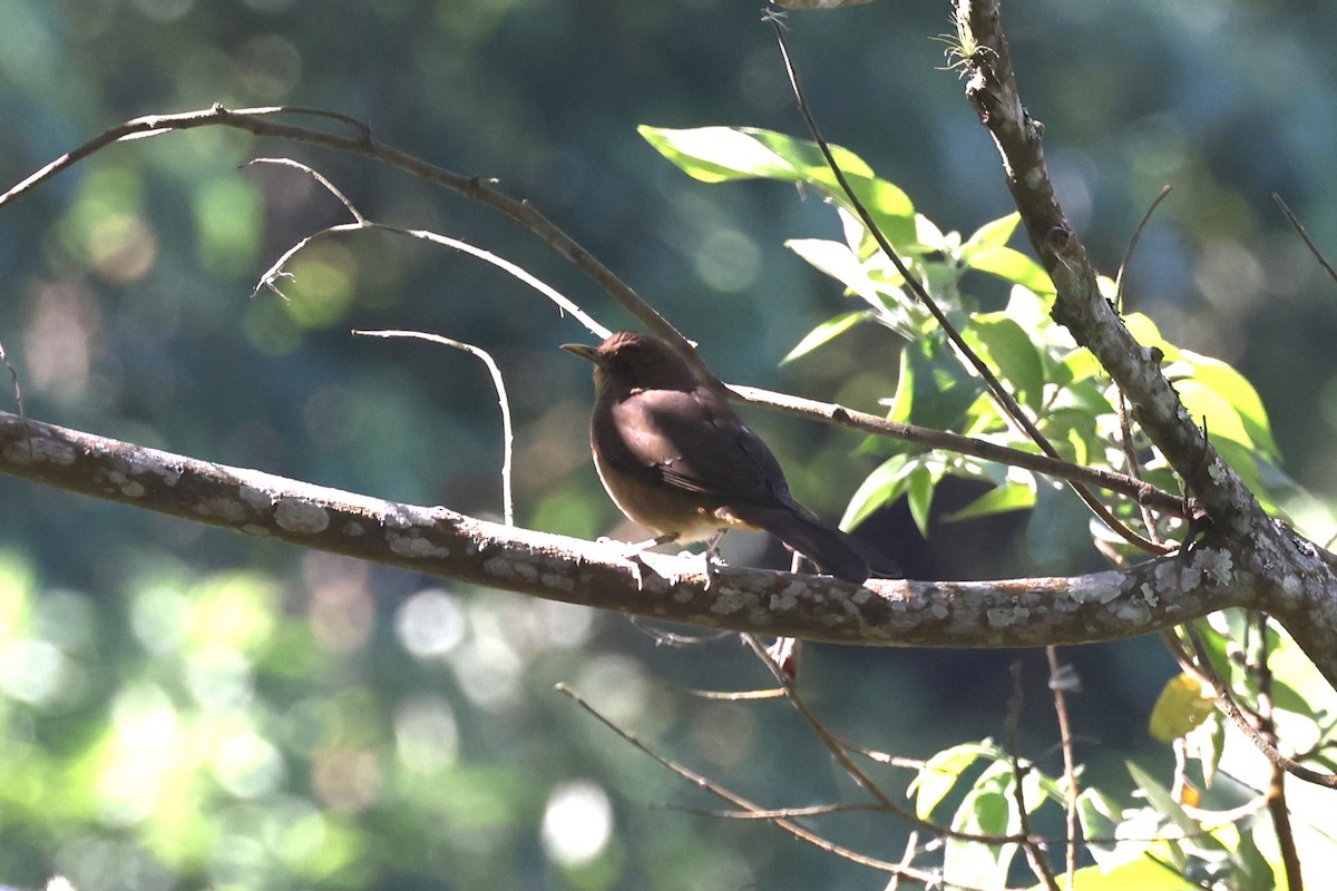 Clay-colored Thrush - ML617241675