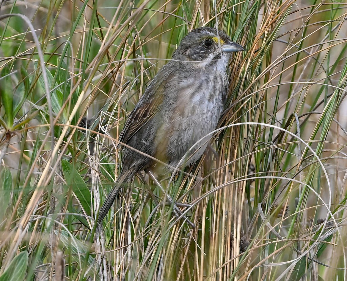 Seaside Sparrow - ML617241682