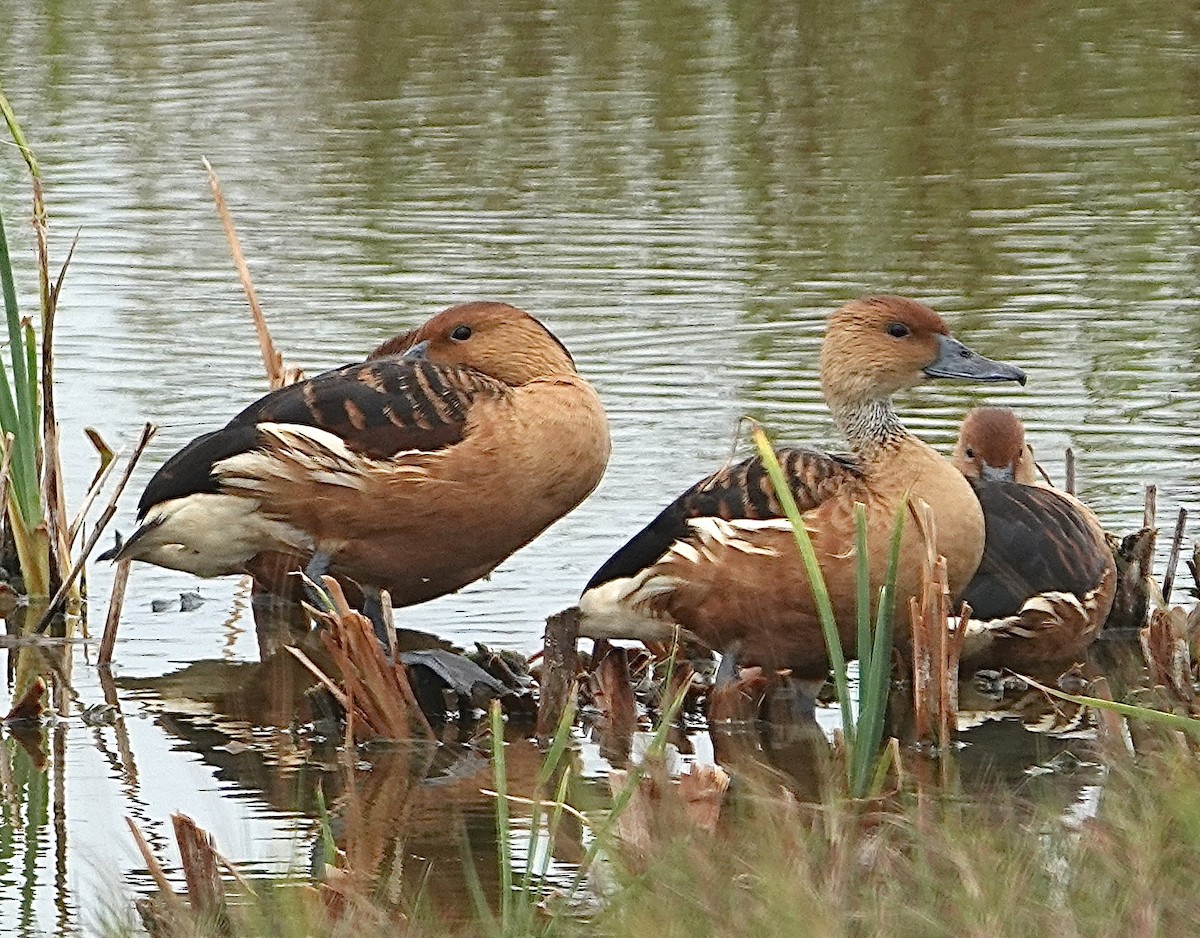 Fulvous Whistling-Duck - ML617241716