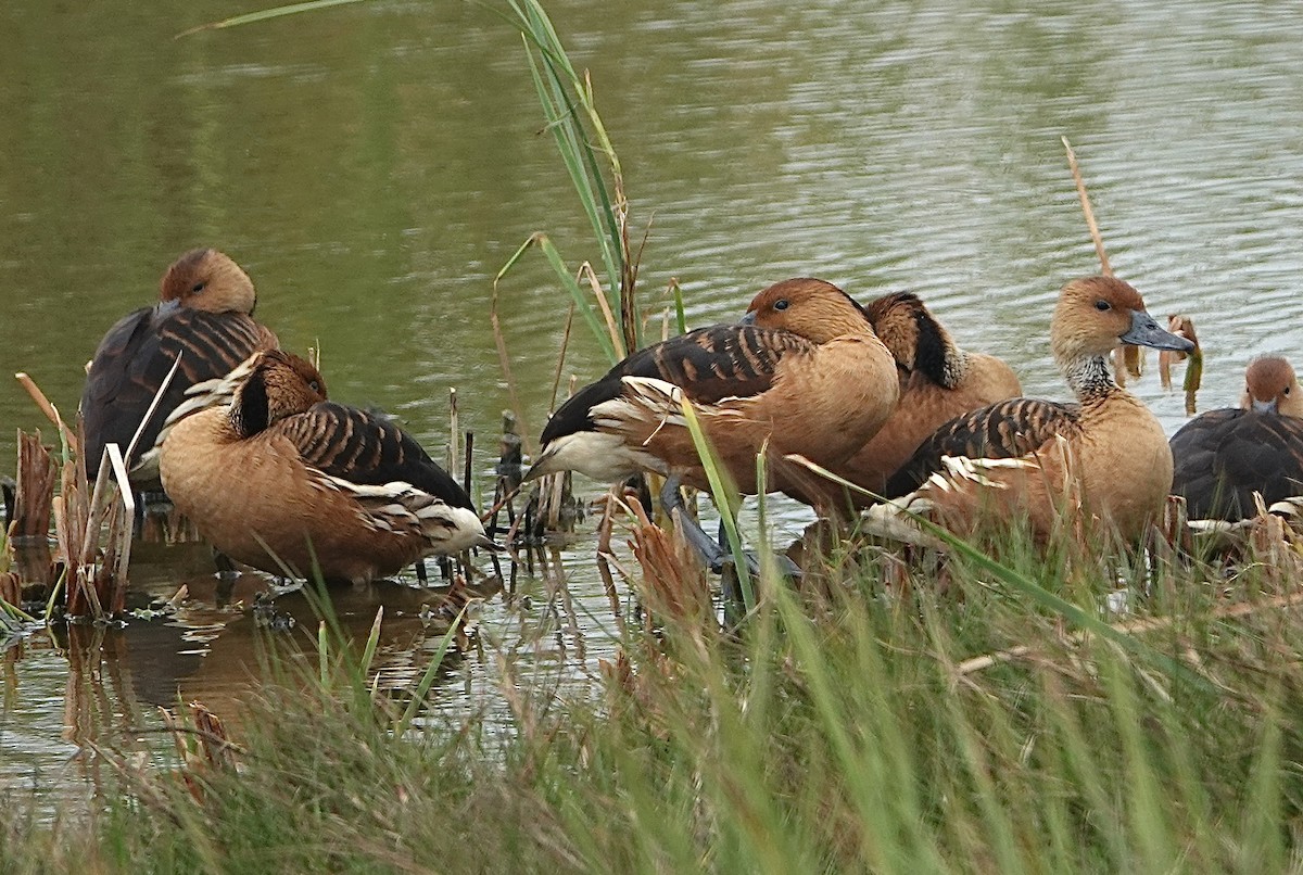 Fulvous Whistling-Duck - ML617241717