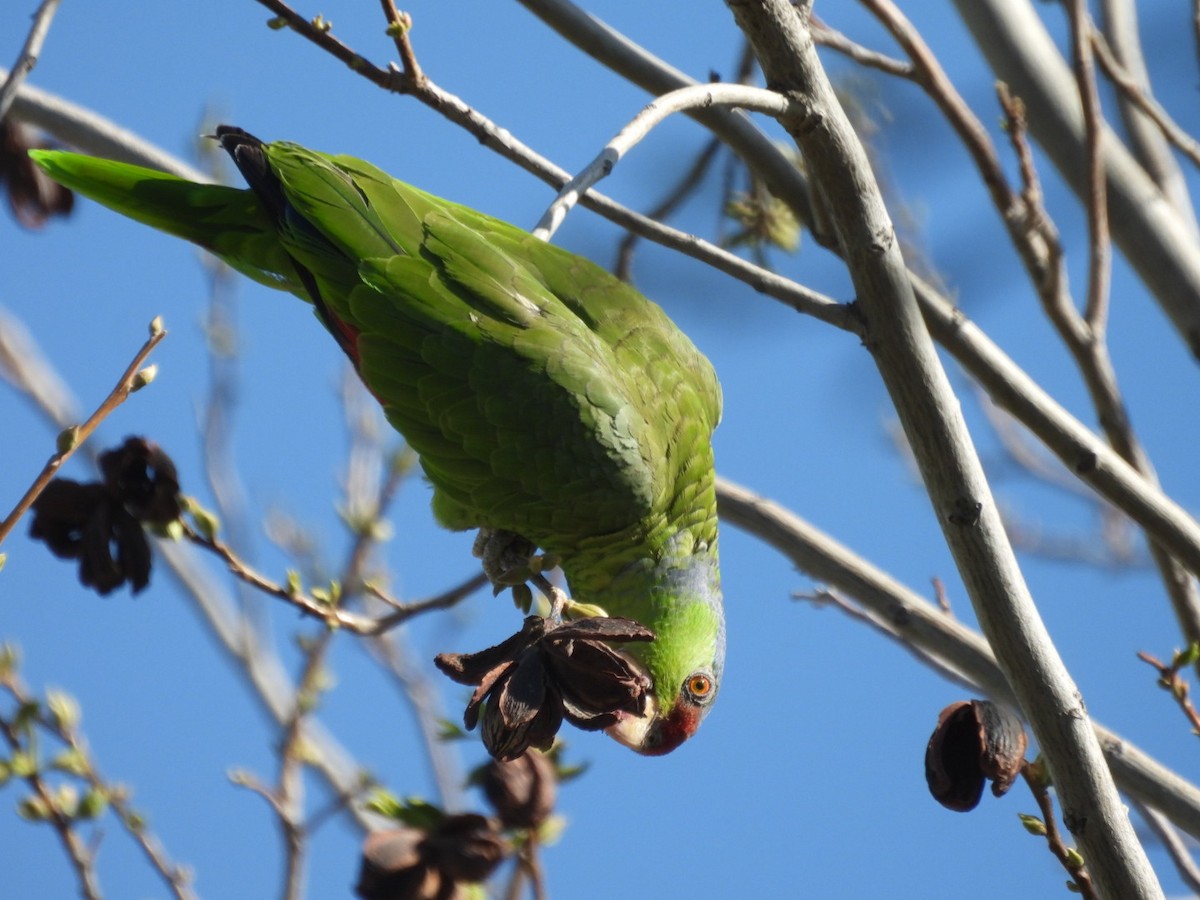 Lilac-crowned Parrot - Sam Reitenour