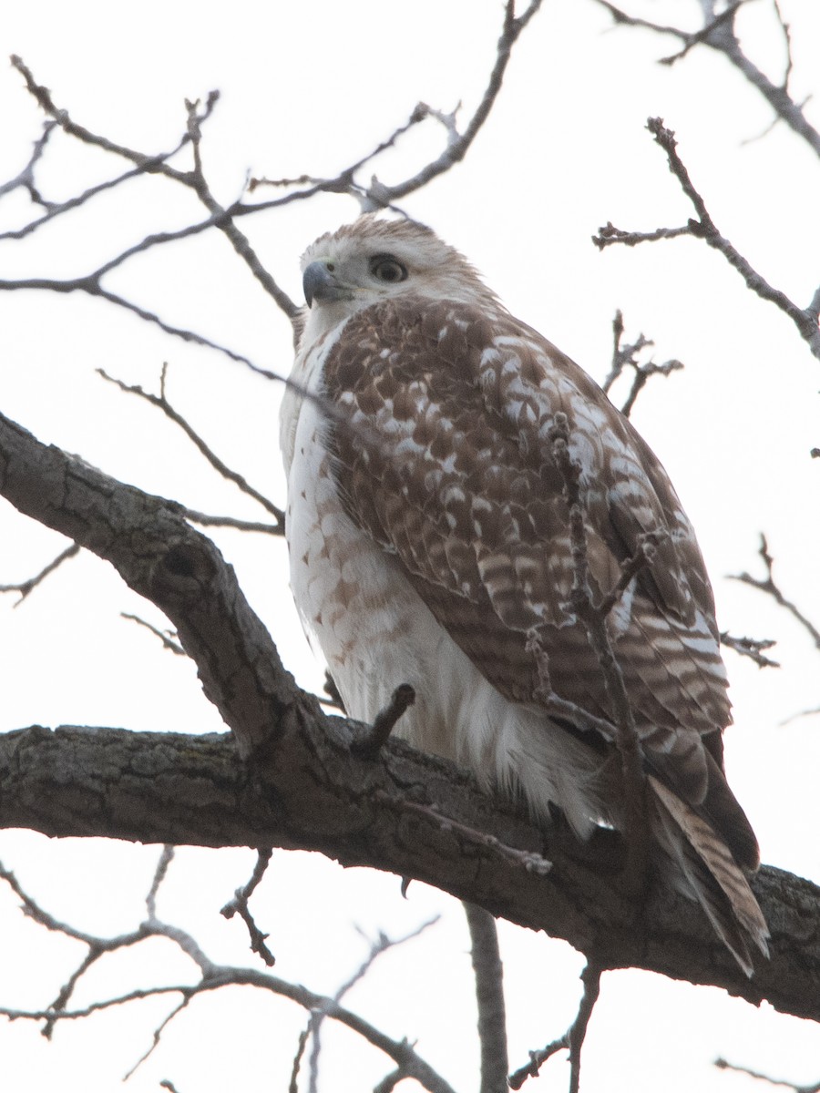 Red-tailed Hawk - ML617241723