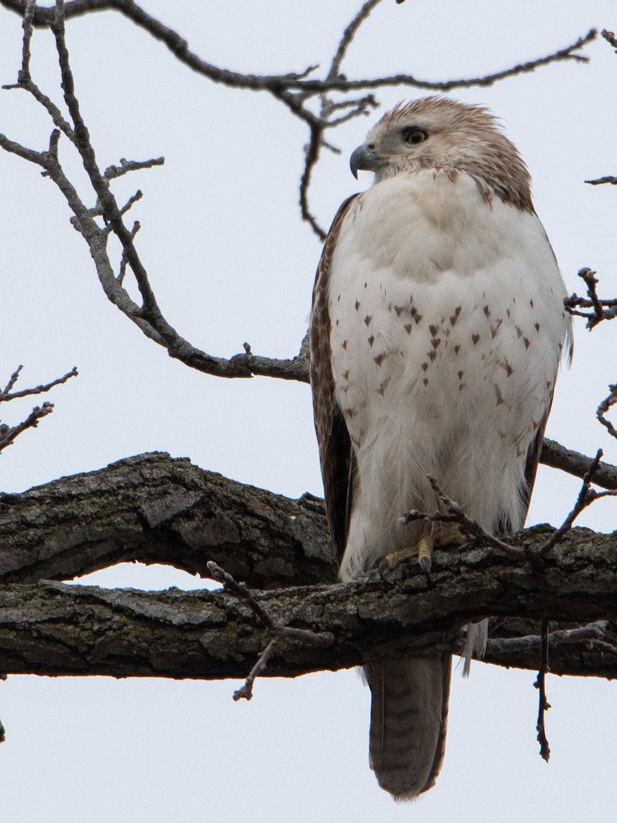 Red-tailed Hawk - ML617241724