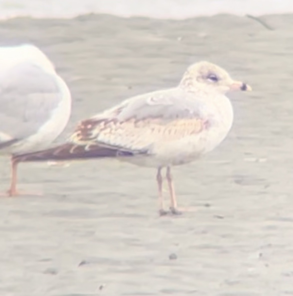 Gaviota de Delaware - ML617241739