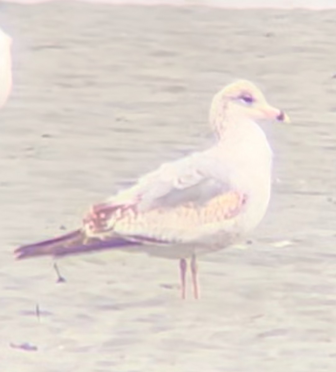 Gaviota de Delaware - ML617241740