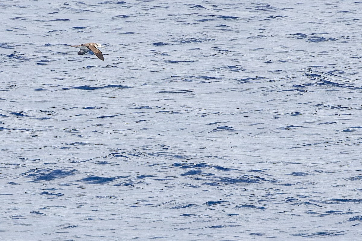 Streaked Shearwater - Joachim Bertrands | Ornis Birding Expeditions