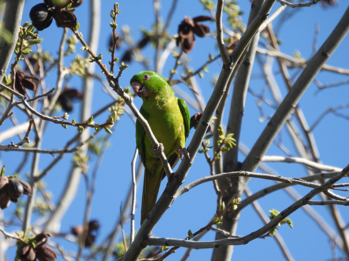 Conure verte - ML617241759