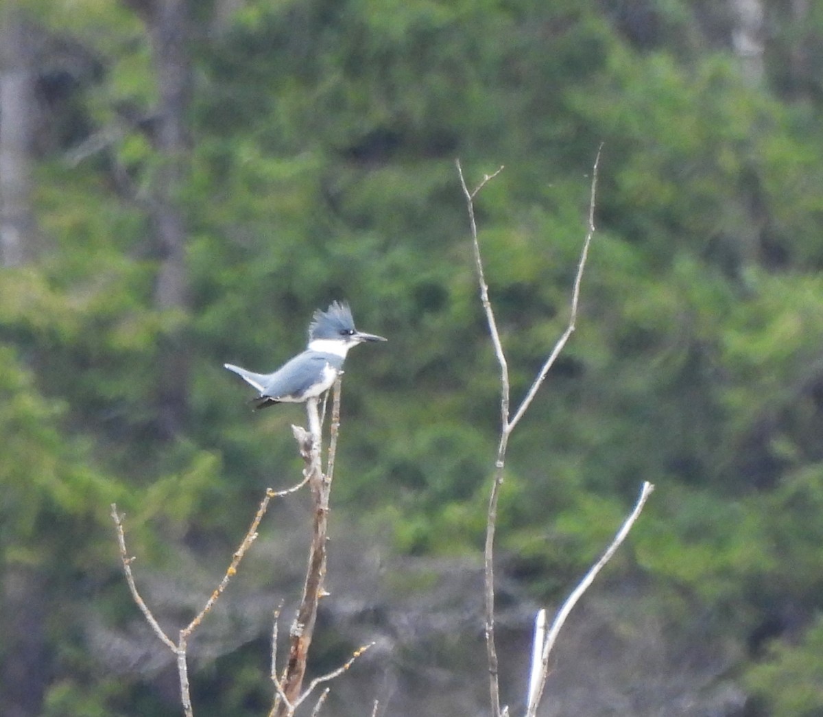 Belted Kingfisher - ML617241767