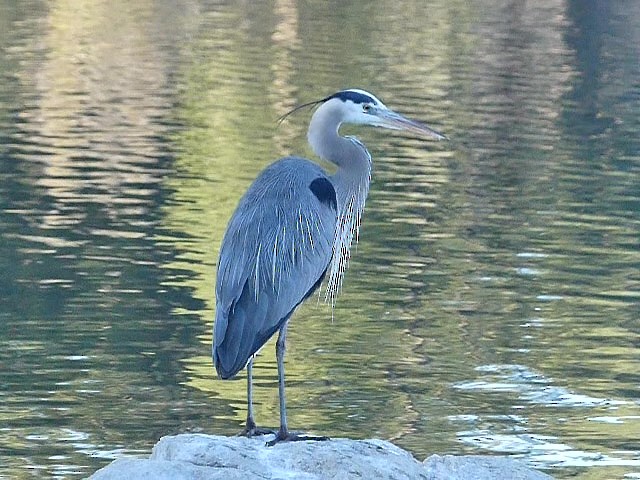 Great Blue Heron - Jeff Blatz