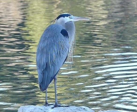 Great Blue Heron - Jeff Blatz